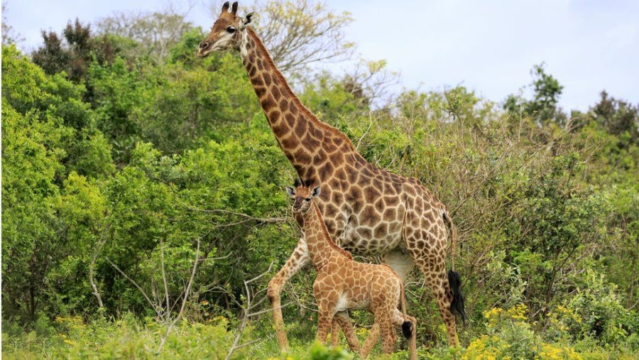 Giraffes in African Bushland