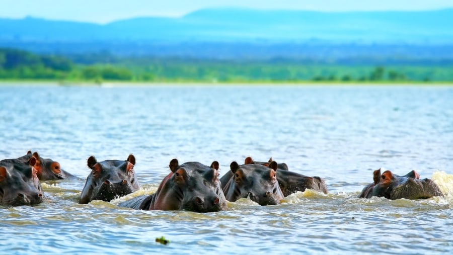 Hippo sighting at the Hippo Pool