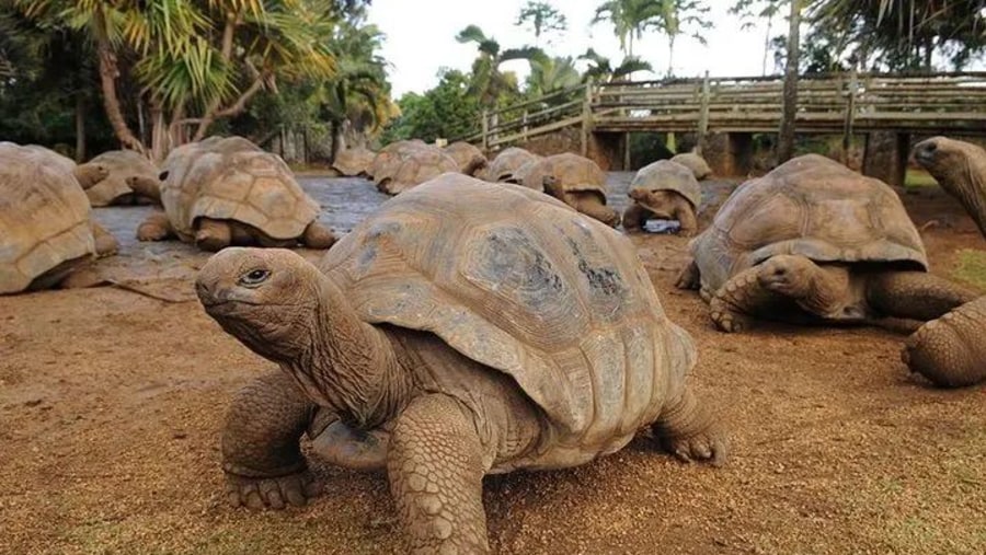 Tortoise