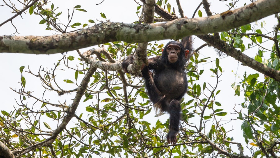 Young Chimpanzee at Kibale Forest