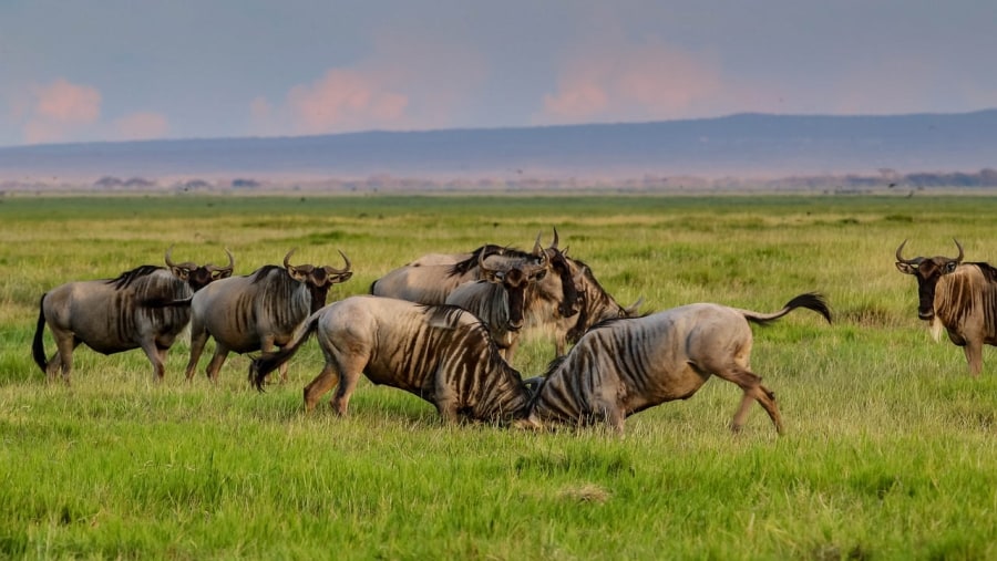 Wildebeest in Amboseli National Park