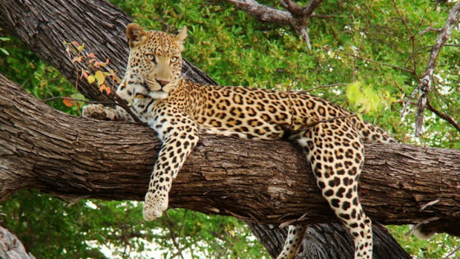 Leopard spotted during game drives