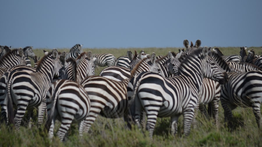 Zebras At Ngorongoro Crater