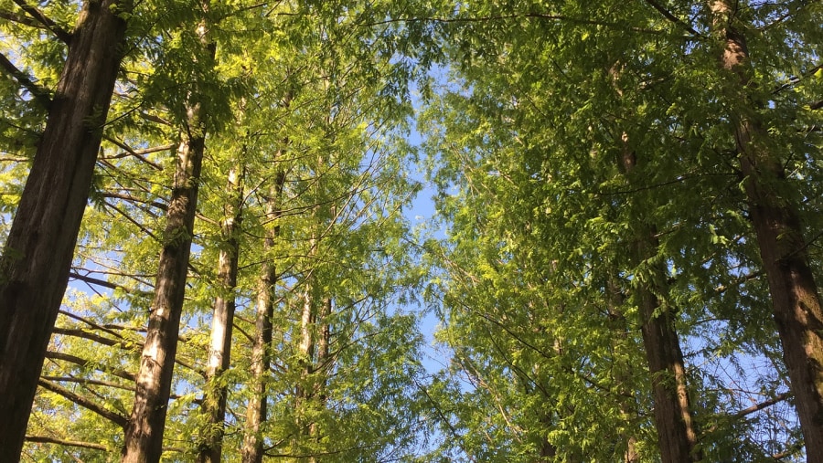 Nami Island