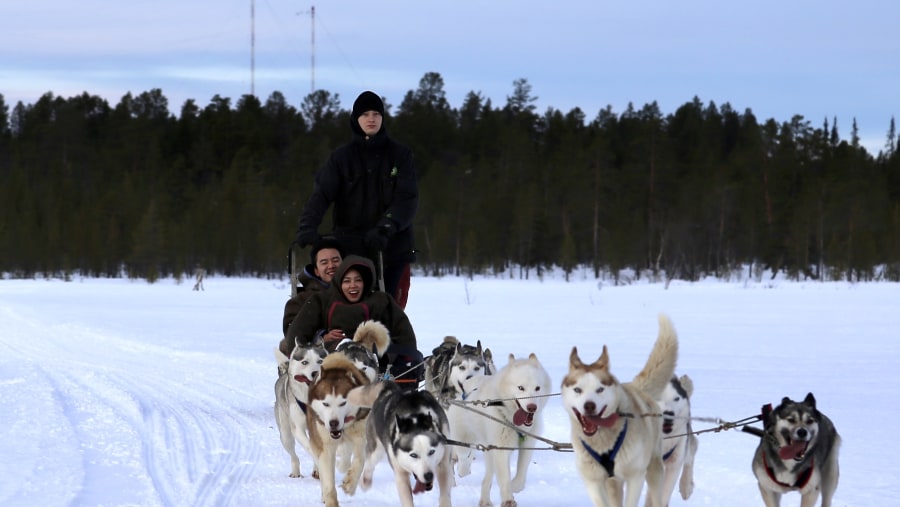 Riding on a Dog Sledge in Murmansk