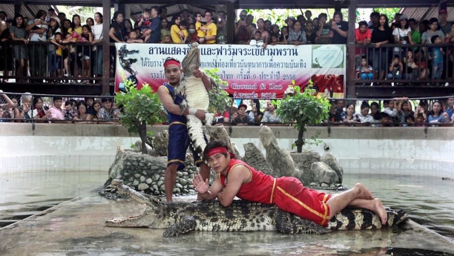 Crocodile show