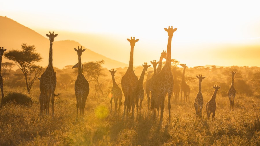 Namibia Giraffe Twilight