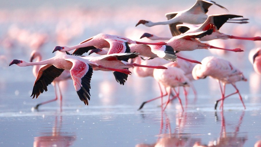 Greater flamingo