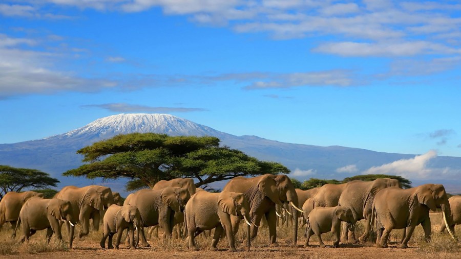 Mount Kilimanjaro Elephant Herd