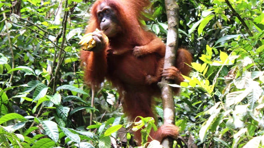 Orang utan