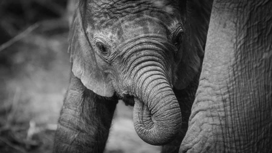 Click Picture of an Elephant at Kruger