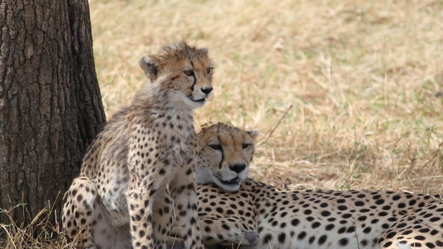 Spot Tigers in Tanzania