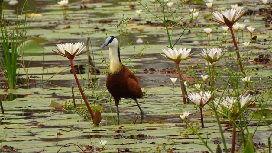 African Jacana at Lake Naivasha