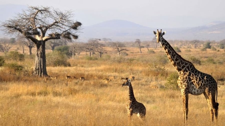 Giraffes in Arusha National Park