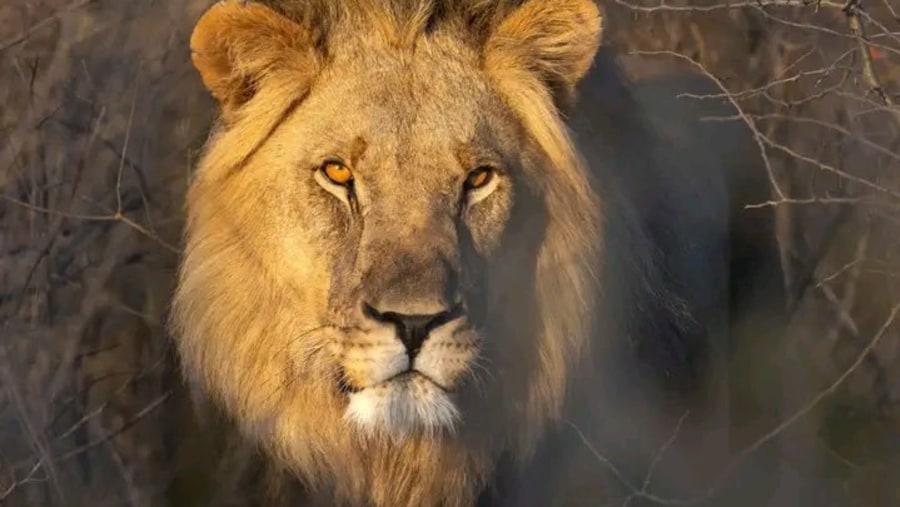 Lion seen on safari