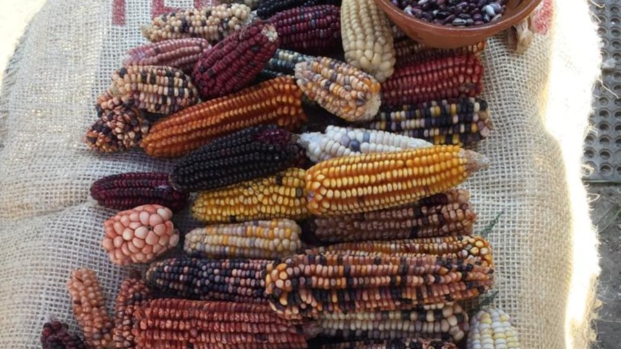 Corn Workshop in Cholula