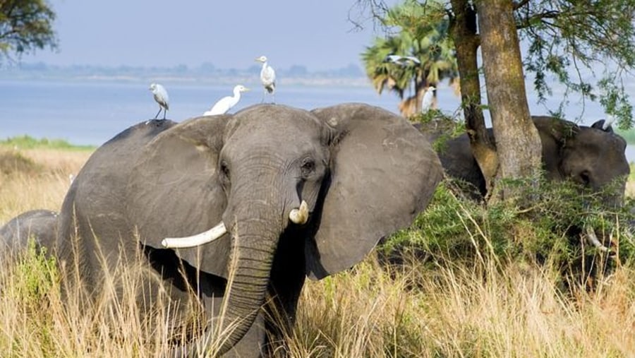 Elephants in the park.