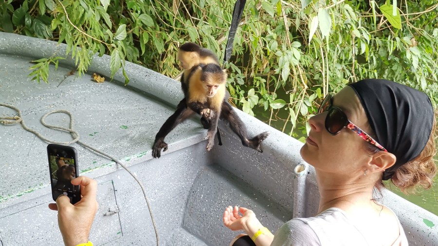 Meet Playful Monkeys