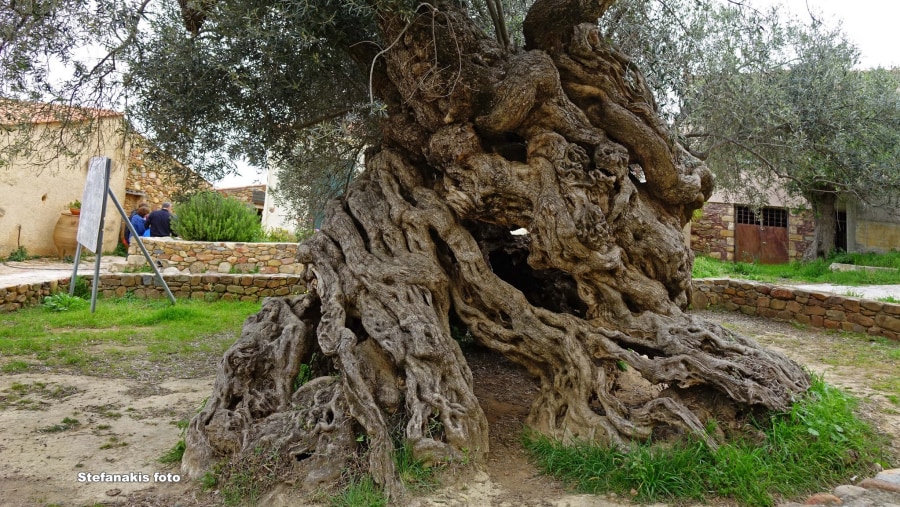 the world's oldest olive tree