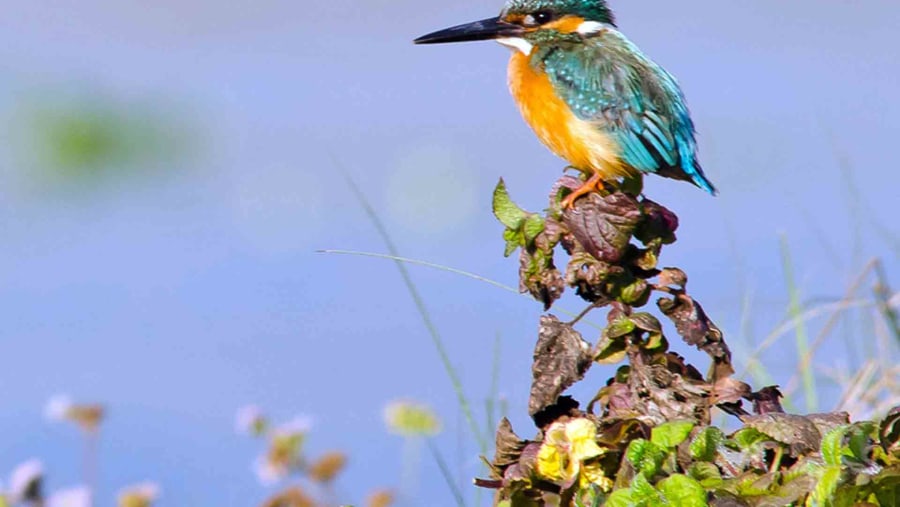 Native bird of Nepal