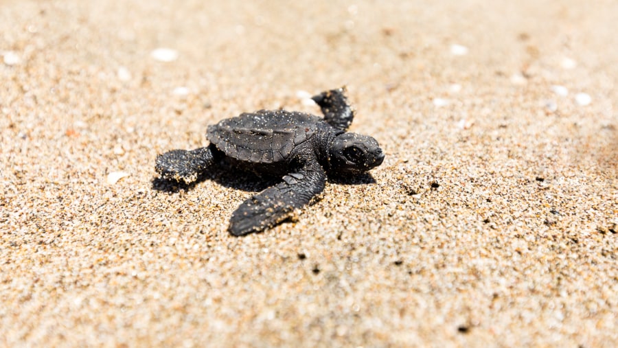  olive ridley baby sea turtle