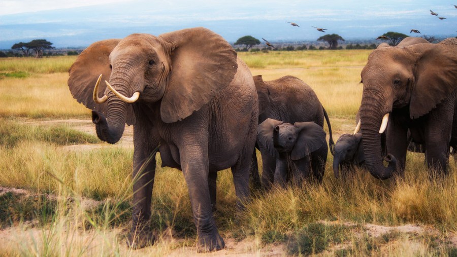 African Bush Elephants at Amboseli National Park