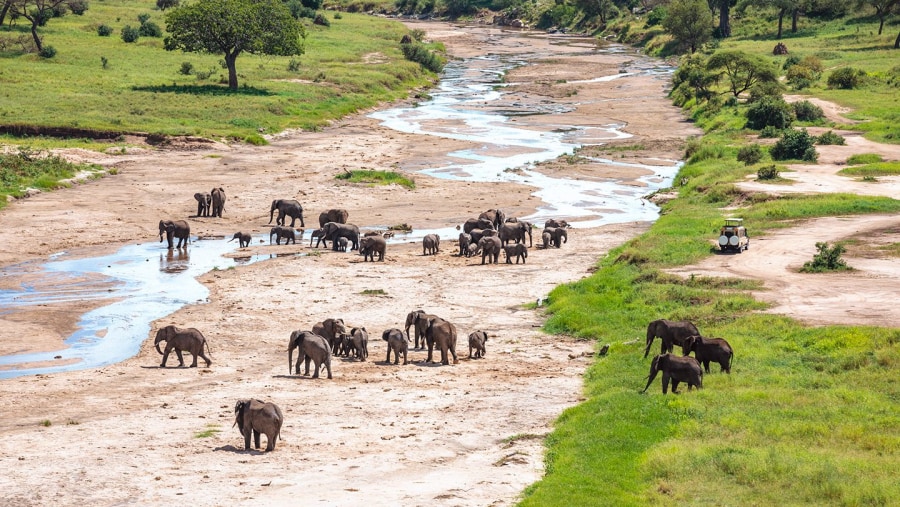 Herd of Elephants at Tarangire