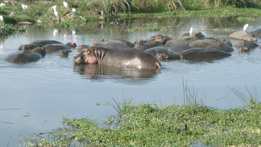 Spot the Spectacular Hippos in Serengeti