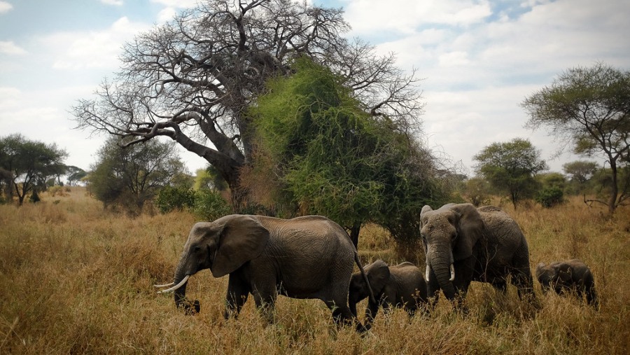 Elephants at Tarangire National Park