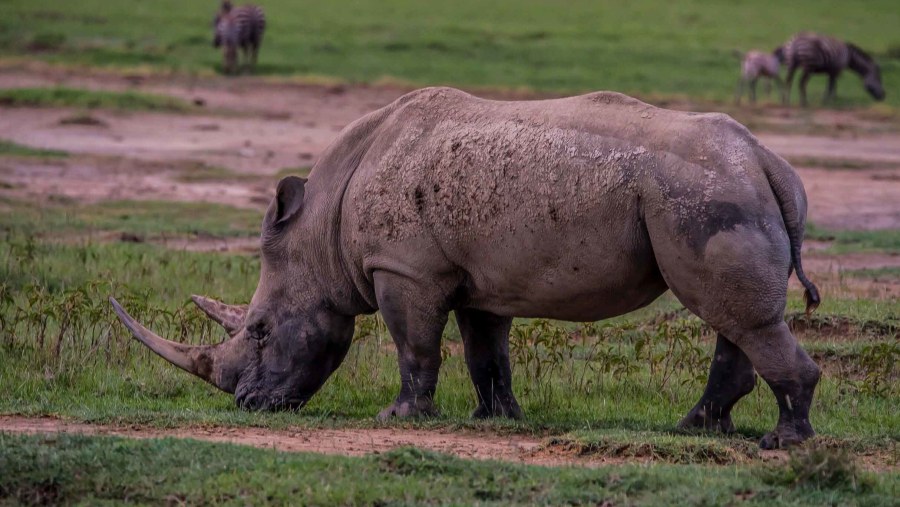 Rhinoceros at Ngorongoro Conservation Area