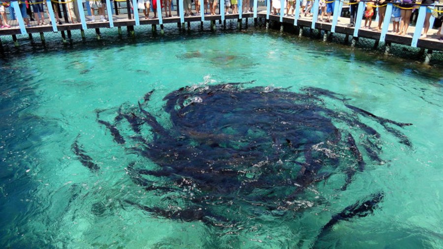 Shark show at the San Martin de Pajarales Island