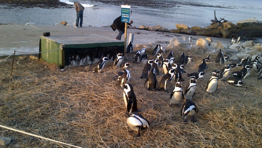 Penguins At Betty's Bay, South Africa