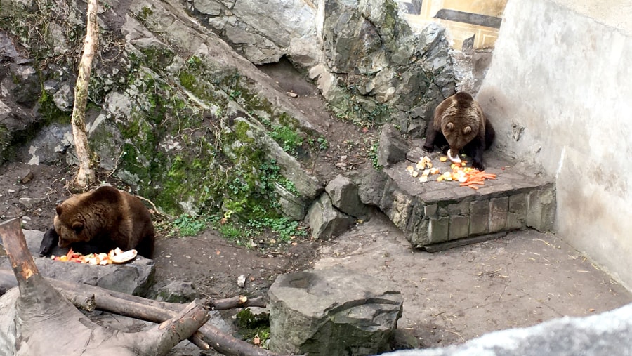 Meet the bears at Cesky Krumlov Castle