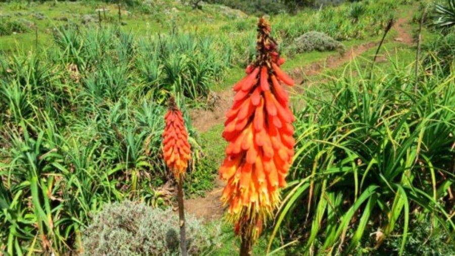 Flowers in Bale Mountains National Park 