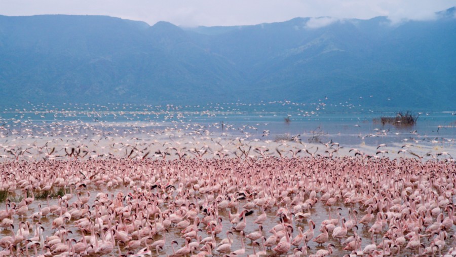 Flamingos at Lake Nakaru