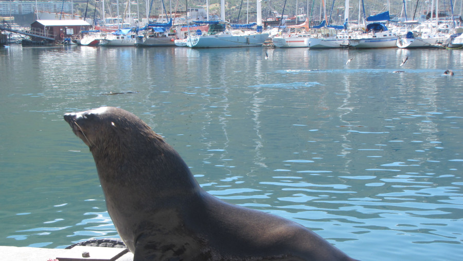 a seal enjoying the sun