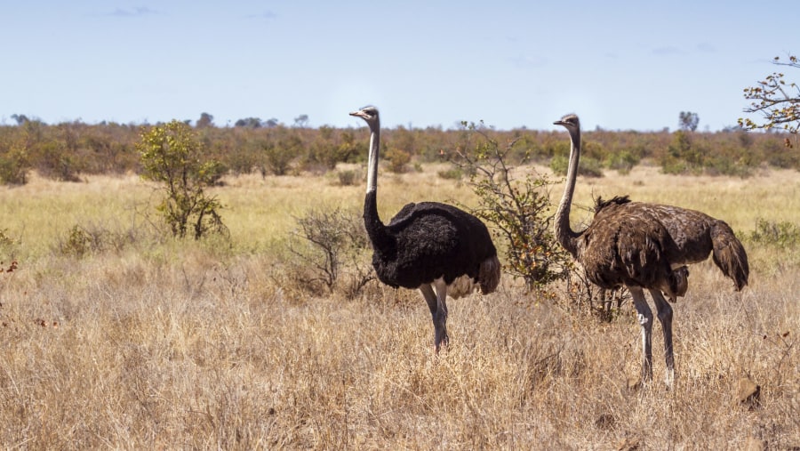 Arabian ostriches