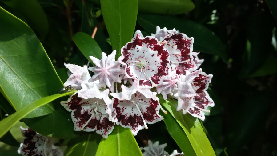 Mountain laurel at the Botanical Garden