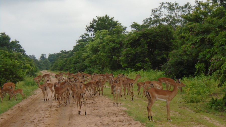 Impalas at Selous Game Reserve