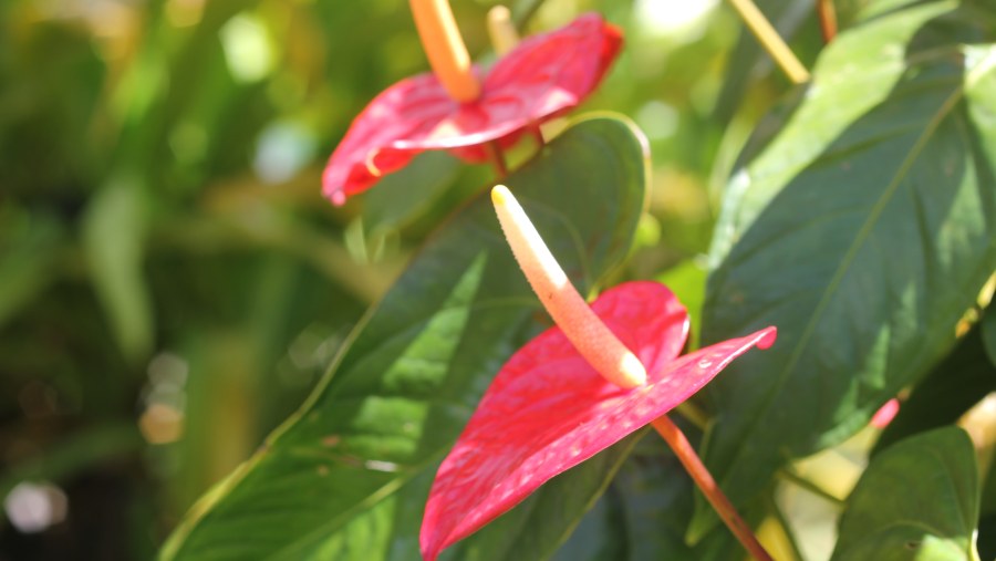 Native Flowers of Martinique