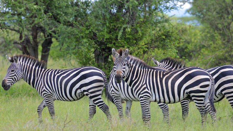 Zebras at Selous Game Reserve