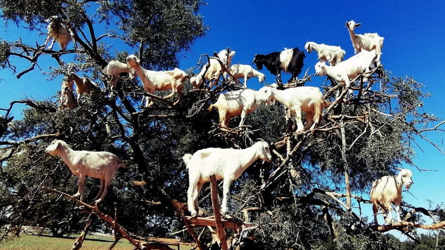 Moroccon tree of goats