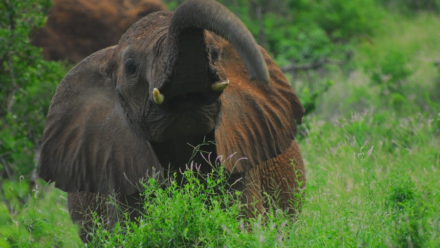 Elephants in Tsavo West National Park