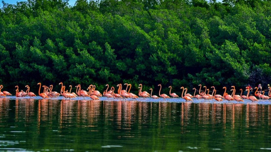 Pink Flamingos at Laguna Guanaroca