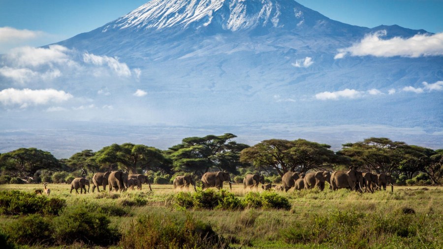Herds of wild animals with Mt Kili at the back