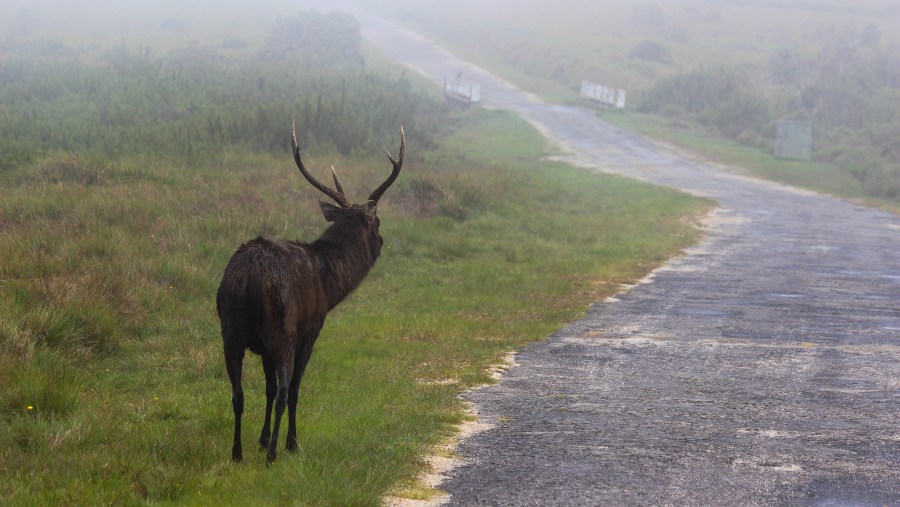 Sri Lankan sambar deer