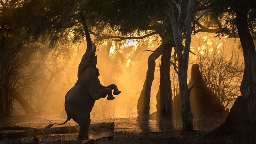 Elephant having fun in the wild