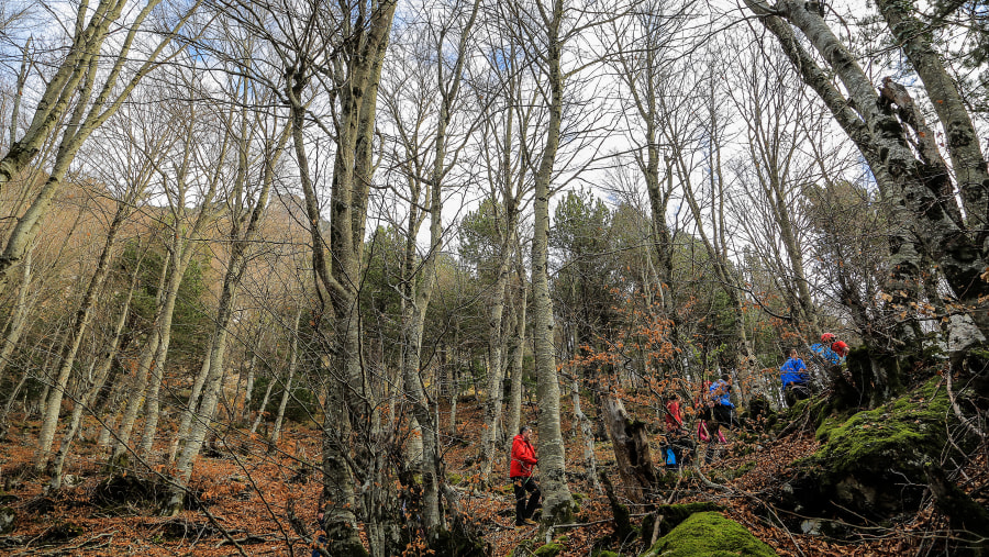 Exploration in the Forest