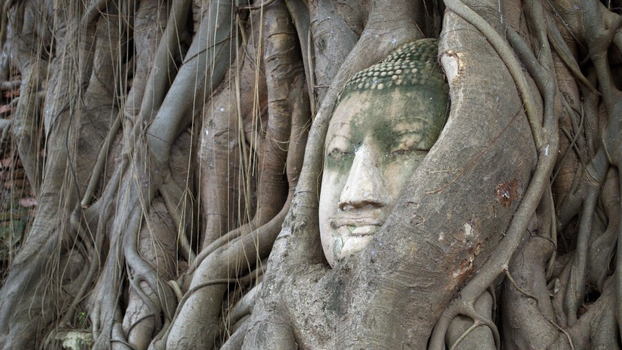 Buddha's face in Bo tree roots