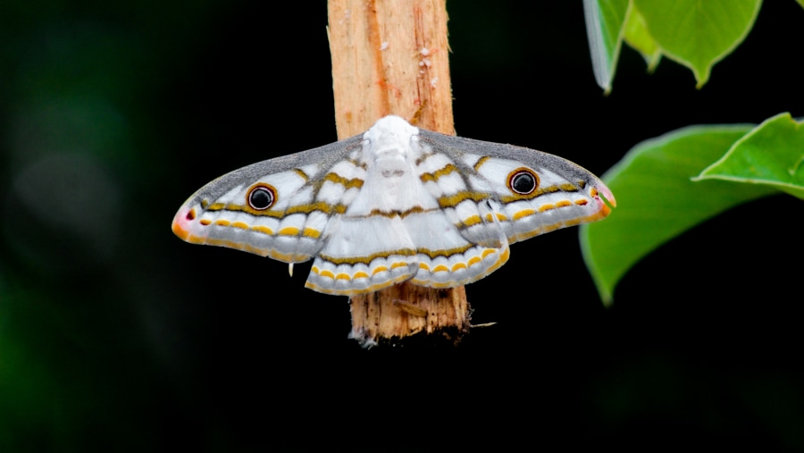 Saturniids in Mikumi National Park